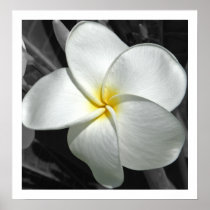 Plumeria Posters