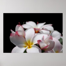 Plumeria Poster