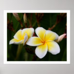 Plumeria