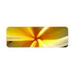 Plumeria labels