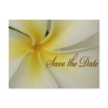 Plumeria Save the Date Post Card
