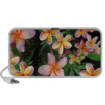 laptop desk | plumeria, flower, tropical, colorful, floral, plumeria, flower, tropical, colorful, floral,