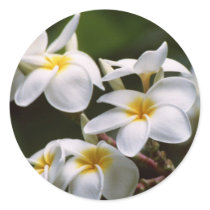 Plumeria stickers