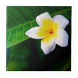 Plumeria Tiles