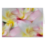 Plumeria Watercolor Card