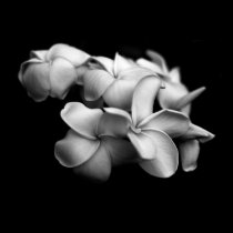 Plumerias in Black and White posters
