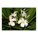 Plumerias on canvas posters by segarcia Plumerias on canvas posters