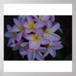 Plumerias Print
