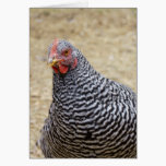 Plymouth Barred Rock Hen Photograph cards