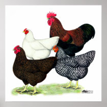 Plymouth Rock Quartet Poster