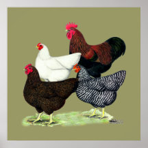 Plymouth Rock Quartet Print