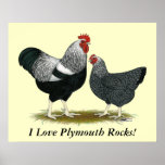 Plymouth Rock:  Silver Penciled Pair Print