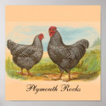 Plymouth Rocks Print