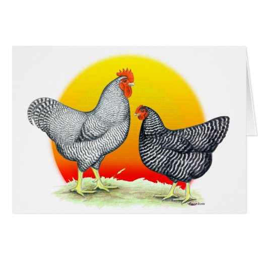 Plymouth Rocks:  Sunrise Cards