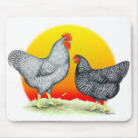 Plymouth Rocks:  Sunrise Mousepads