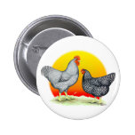 Plymouth Rocks:  Sunrise Pin