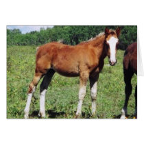 PMU foal cards by UnitedPegasus PMU foal cards