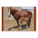 PMU mare & foal cards by UnitedPegasus PMU mare & foal cards