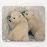 Poalr Bear Cubs Mouse Pad Poalr Bear Cubs Mouse Pad