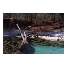 Poca primavera del río. Condado de Suwannnee, la F Impresiones Fotográficas
