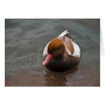 Pochard 2 cards Pochard 2 cards
