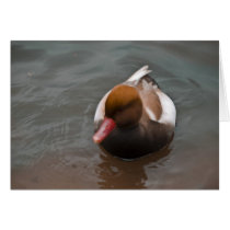 Pochard 2 cards by rabidbadger Pochard 2 cards