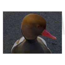 Pochard Duck cards by rabidbadger Pochard Duck cards