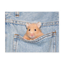 pocket pet postcards by deemac1 pocket pet postcards