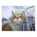Poco AmorLeon Poster posters by Sarahsmile Poco AmorLeon Poster posters