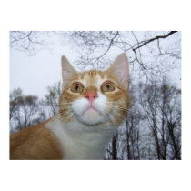 Poco AmorLeon Poster posters by Sarahsmile Poco AmorLeon Poster posters
