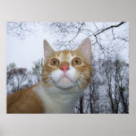 Poco AmorLeon Poster posters