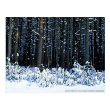 Pocono Mountains. Pennsylvania Post Card