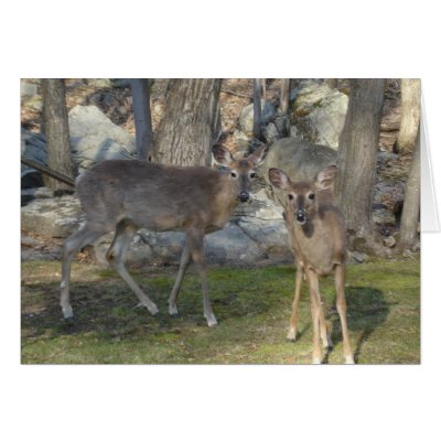Poconos Pennsylvania Deer Greeting Card by jdaichman
