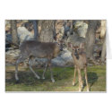 Poconos Pennsylvania Deer cards