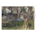 Poconos Pennsylvania Deer