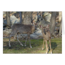 Poconos Pennsylvania Deer cards