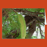 pod, fruits, tree, seeds