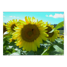 Poder del girasol--Tarjeta