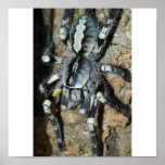 Poecilotheria regalis in full view posters
