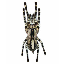 Poecilotheria regalis (Indian Ornamental) t-shirts