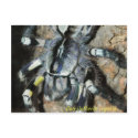 Poecilotheria regalis postcards