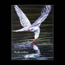 Poetic motion postcards