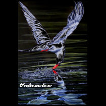 Poetic motion t-shirts