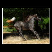 Poetry in motion postcards