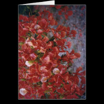 Poinciana, Darwin. cards