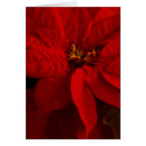 Poinsetta Cards