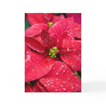 Poinsetta Closeup Blank Card