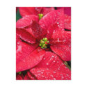 Poinsetta Closeup Postcard postcard