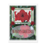 christmas, amaryllis