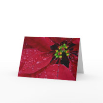 Poinsetta Happy Holidays Card